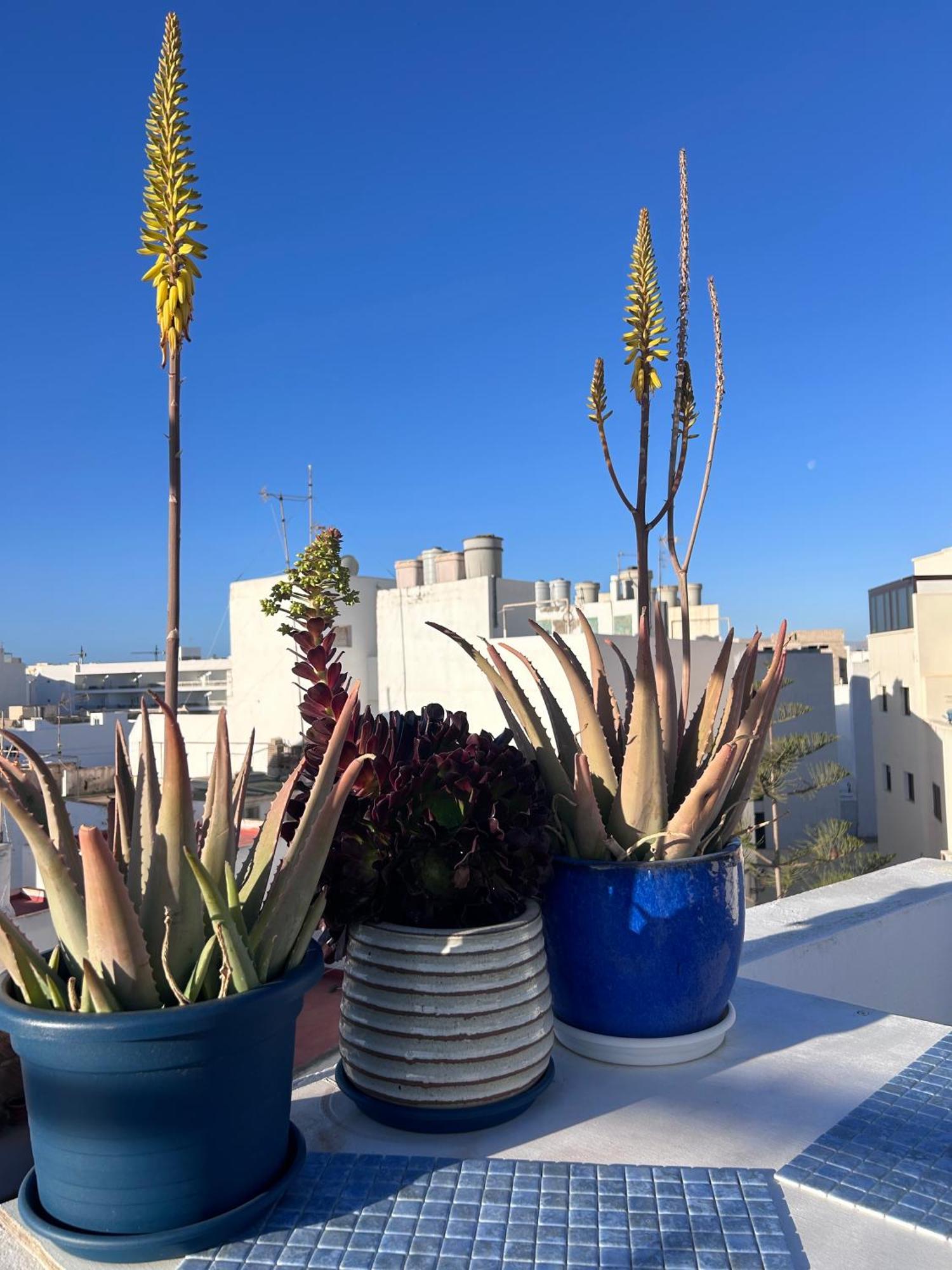 La Buganvilla Rooms Arrecife  Luaran gambar