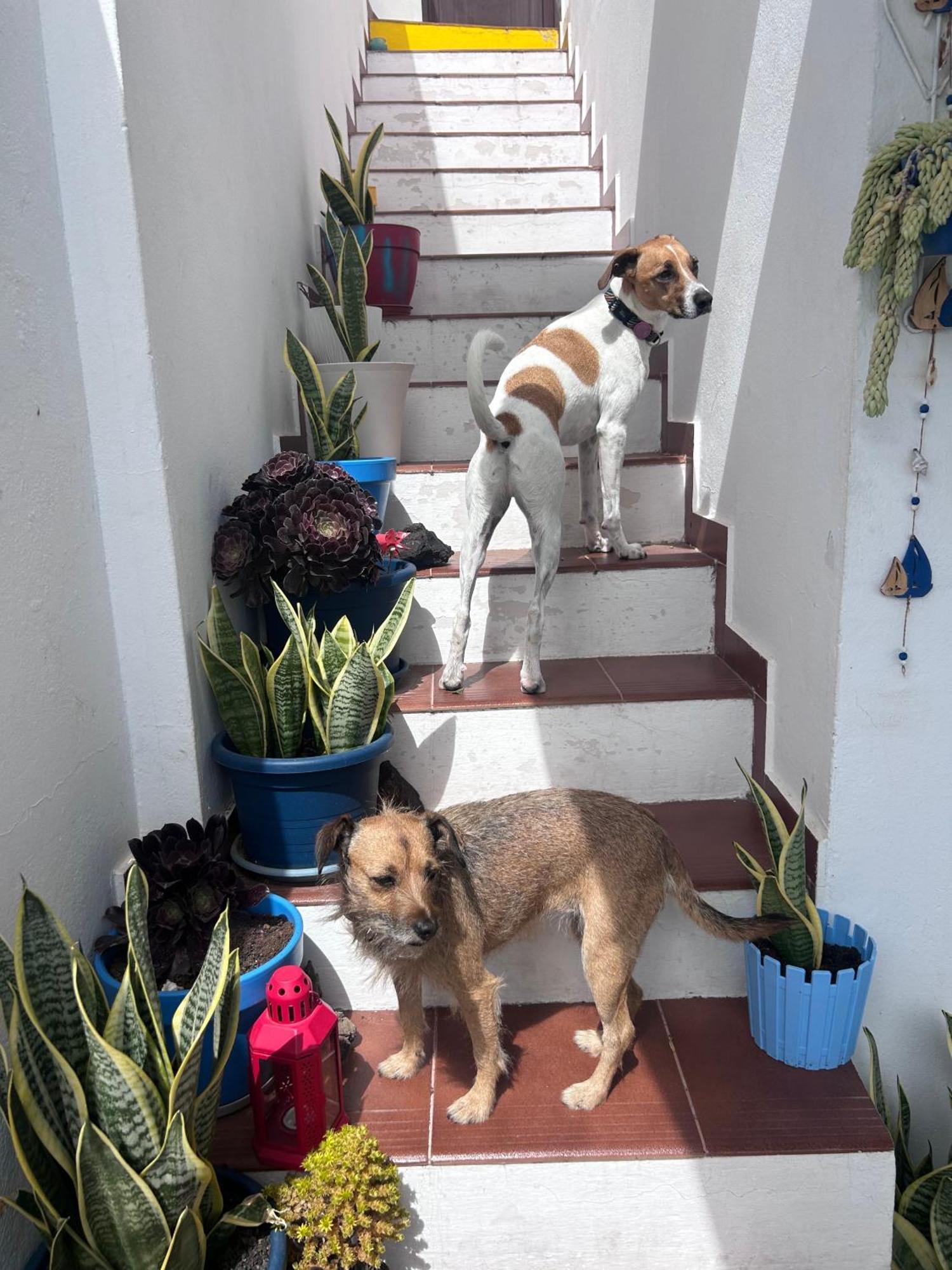 La Buganvilla Rooms Arrecife  Luaran gambar